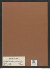 Amphitetras producta Grev. (de-Toni-Nr.: Genus 137, Species 3612) Zeichnungen Sammlung Grunow Mappe 03763 (Herbarium_W_Grunow_drawings_Folder_03763)